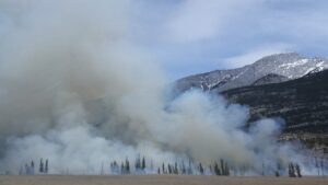 forest covered by smoke