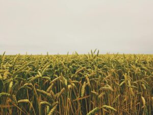 wheat field under gray sky