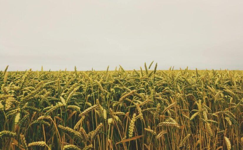 wheat field under gray sky