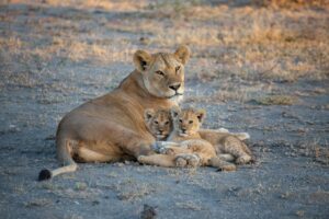 brown lioness on brown field