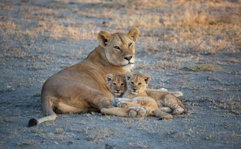 brown lioness on brown field