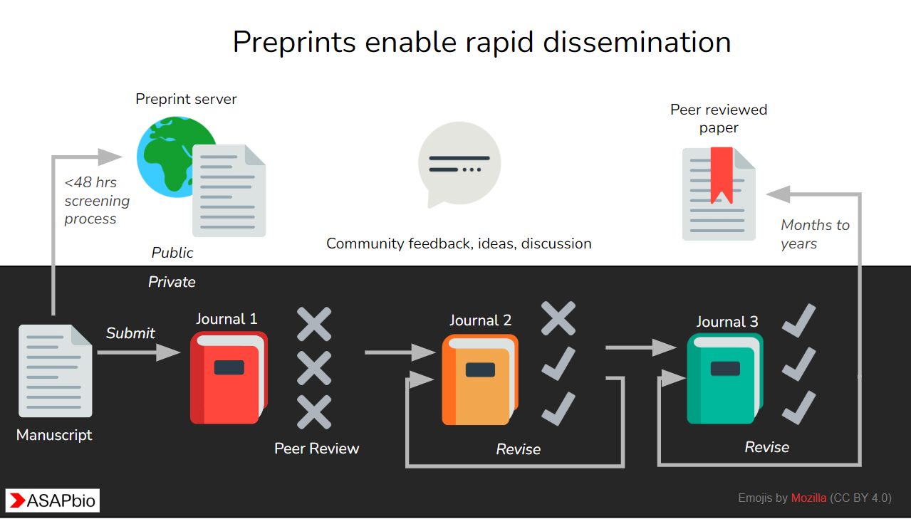 Preprint workflow diagram: a manuscript can be posted to a public preprint server within a 48 hour screening process where it is subject to community feedback, ideas and discussion. This is contrasted with a peer reviewed paper which can take months to years to reach the public via a private process of journal submission, peer review, rejection and revision.