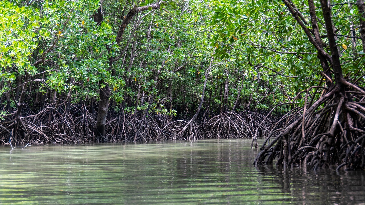 Three Minute Thesis: Trees vs tsunamis